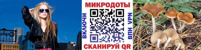 Псилоцибиновые грибы Psilocybine cubensis Котельниково